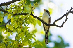 Yellow-billed Cuckoo (Coccyzus americanus)